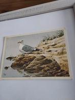 MEEUW, Ophalen of Verzenden, Sterren en Beroemdheden