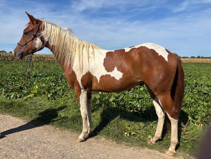 Paint horse ruin met stamboom APHA 3 jaar, Dieren en Toebehoren, Paarden, Ruin, Onbeleerd, Minder dan 160 cm, 3 tot 6 jaar, Westernpaard