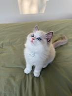 Ragdoll kittens met stamboom, Meerdere dieren, Gechipt, 0 tot 2 jaar