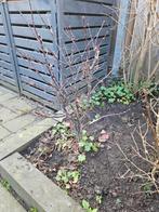 Japanse Esdoorn - Acer Palmatum, Tuin en Terras, Planten | Bomen, Ophalen, Bloeit niet, Halfschaduw, Overige soorten