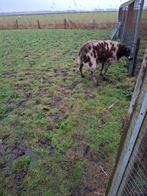 Ruilen mooie bonte ram, Dieren en Toebehoren, Schapen, Geiten en Varkens, Mannelijk, Schaap