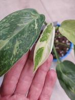 Philodendron Jose Buono, Ophalen, Overige soorten, Minder dan 100 cm
