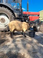 Dekram, Dieren en Toebehoren, Schapen, Geiten en Varkens, Mannelijk, Schaap