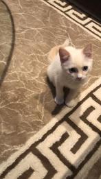 Witte Siamees Kater Kat, Dieren en Toebehoren, Katten en Kittens | Raskatten | Korthaar, Kater, Ontwormd, 0 tot 2 jaar