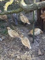 Zes soorten kwartels, Dieren en Toebehoren, Vogels | Overige Vogels, Meerdere dieren, Tropenvogel