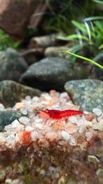 Jonge neocaridina davidi bloody mary garnalen, Kreeft, Krab of Garnaal