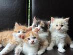 Mix Siberische Boskat / Britse Langhaar Nestje van 4, Meerdere dieren, Ontwormd, 0 tot 2 jaar
