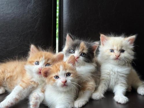 Mix Siberische Boskat / Britse Langhaar Nestje van 4, Dieren en Toebehoren, Katten en Kittens | Raskatten | Korthaar, Meerdere dieren