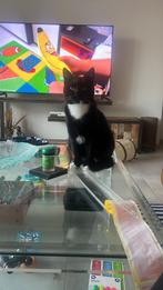 Kitten, Dieren en Toebehoren, Kater, Ontwormd, 0 tot 2 jaar