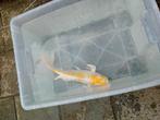 Hele mooie butterfly koi, Dieren en Toebehoren, Karper of Koi