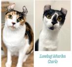 American Curl | poezen | katten | gezond | aanhankelijk, Dieren en Toebehoren, Katten en Kittens | Overige Katten, Poes