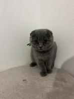 Britse korthaar/ Scottish fold kittens, Dieren en Toebehoren, Katten en Kittens | Raskatten | Korthaar, Meerdere dieren, Ontwormd