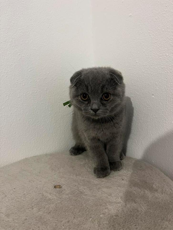 Britse korthaar/ Scottish fold kittens, Dieren en Toebehoren, Katten en Kittens | Raskatten | Korthaar, Meerdere dieren, 0 tot 2 jaar