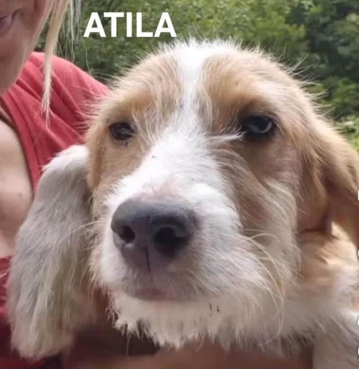 Atena en Atila zoeken een  lief baasje, Dieren en Toebehoren, Honden | Niet-rashonden, Middel, Meerdere dieren, Particulier, Meerdere