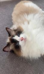 Ragdoll poes seal bicolor 🤍& kittens ~Bliss_Ragdolls, Poes, Gechipt, 0 tot 2 jaar