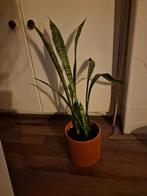 Sanseveria in pot, Ophalen, In pot, Halfschaduw, Minder dan 100 cm