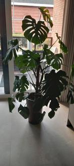 Grote Monstera Deliciosa, Huis en Inrichting, Kamerplanten, Verzenden, Overige soorten, Halfschaduw, In pot