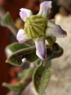 Caudex Raphionacme Longitude herkomst Tanzania. Potmaat 15cm, Huis en Inrichting, Overige soorten, Ophalen of Verzenden, In pot