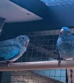 SPLENDIDS WITBORST (( 2 koppels)), Dieren en Toebehoren, Vogels | Parkieten en Papegaaien, Meerdere dieren, Parkiet, Geringd