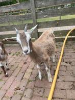 Toggenburger geitje, Dieren en Toebehoren, Vrouwelijk, Geit, 0 tot 2 jaar