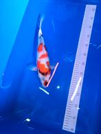 Showa 36 Ogata, Karper of Koi