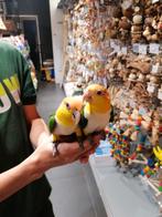 Caiques koppel, super lief en tam.