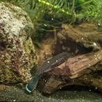2 peppermint Pleco's L181, Dieren en Toebehoren, Vis, Zoetwatervis
