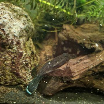 2 peppermint Pleco's L181 beschikbaar voor biedingen