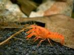 CPO Cambarellus patzcuarensis - Oranje dwergkreeft -Koidream, Dieren en Toebehoren, Kreeft, Krab of Garnaal, Zoetwatervis