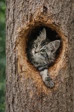Maine coon kittens met Stamboom, gechipt en geënt, Meerdere dieren, Met stamboom, 0 tot 2 jaar