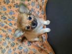 Lief  chihuahua reutje  10 weken, Dieren en Toebehoren, Honden | Chihuahua's en Gezelschapshonden, Reu, 8 tot 15 weken, Meerdere