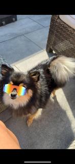 Pomeriaan, Dieren en Toebehoren, Rabiës (hondsdolheid), Overige rassen, Teef, Eén hond