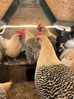 Broedeieren Friese kippen Fries hoen., Dieren en Toebehoren, Pluimvee, Geslacht onbekend, Kip