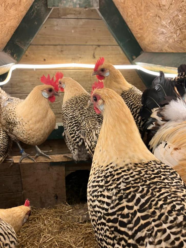 Broedeieren Friese kippen Fries hoen., Dieren en Toebehoren, Pluimvee, Kip, Geslacht onbekend