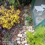 Partij Maaskeien - Tuin Decoratie, Tuin en Terras, Grind, Keien en Split, Ophalen, Overige materialen, Gebruikt, Kei