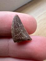 Abelisaur sp tand, Ophalen of Verzenden, Fossiel