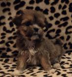 Te koop leuke Boomer Pups (Lhasa Apso x Maltezer), Dieren en Toebehoren, Honden | Chihuahua's en Gezelschapshonden, Overige rassen