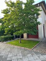 Tuin Onderhoud & Upgrade, Diensten en Vakmensen, Tuinmannen en Stratenmakers, Tuinontwerp
