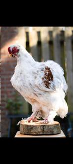 Opgezette Brahma haan, Ophalen of Verzenden, Nieuw, Boerderijdier, Opgezet dier