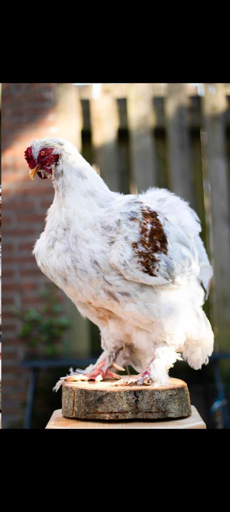 Opgezette Brahma haan, Verzamelen, Dierenverzamelingen, Nieuw, Opgezet dier, Boerderijdier, Ophalen of Verzenden