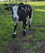 Bonte ram, Mannelijk, Schaap, 0 tot 2 jaar