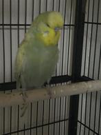Engelse grasparkiet, Dieren en Toebehoren, Vogels | Parkieten en Papegaaien, Mannelijk, Parkiet, Geringd