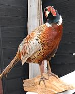opgezette fazant, Ophalen of Verzenden, Zo goed als nieuw, Vogel, Opgezet dier