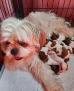 Shih Tzu pups, Rabiës (hondsdolheid), Overige rassen, 8 tot 15 weken, Meerdere
