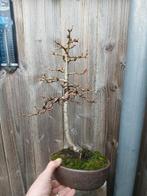 Bonsai Europese lariks, Tuin en Terras, Planten | Bomen, In pot, Bloeit niet, Halfschaduw, Minder dan 100 cm