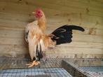 Ayam Serama haantje, Mannelijk, Kip