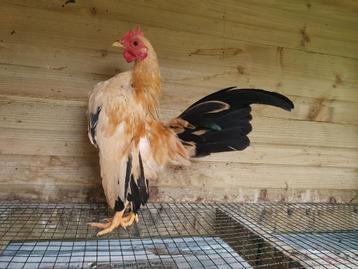 Ayam Serama haantje beschikbaar voor biedingen