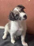 Exclusieve Maltipoo / Havanezer Puppy, Dieren en Toebehoren, Honden | Chihuahua's en Gezelschapshonden, Maltezer, Rabiës (hondsdolheid)