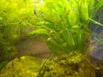 Guppy, Dieren en Toebehoren, Vis