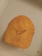 Zeer bijzondere chippie, Ophalen of Verzenden